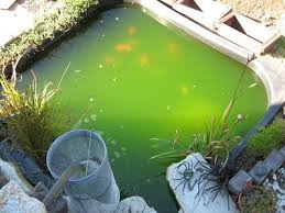 zelena voda v jazierku