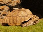 sulcata