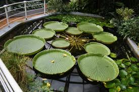 victoria regia