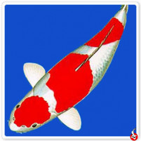 kohaku