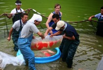 jumbo koi