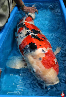 jumbo koi