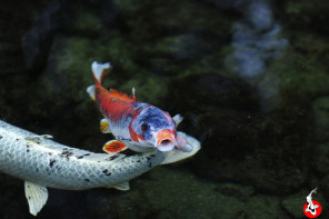 japan koi