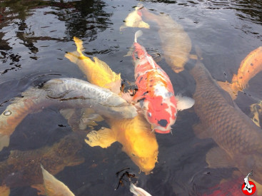 koi kapor