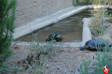 vodne korytnačky v jazierku
