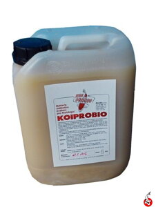 Probiotiká či antibiotiká pre koi