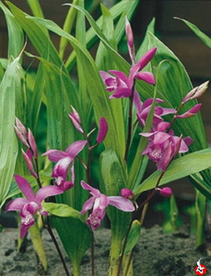 Bletilla striata - japonská vodná orchidea D