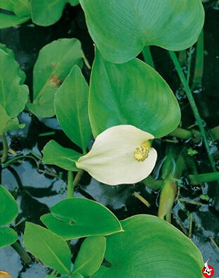 Calla palustris – áron močiarny B