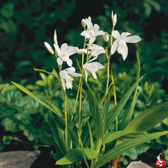 Bletilla striata Alba - japonská vodná orchidea E