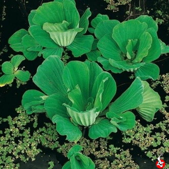 Vodný šalát - Pistia stratiotes A