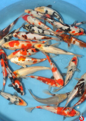 Japonské koi HQ 15-25cm