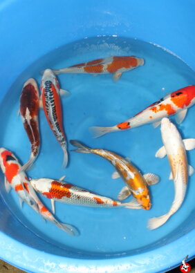 Japonské koi MIX 30-40cm