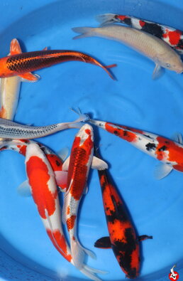 Japonské koi 20-30cm výber