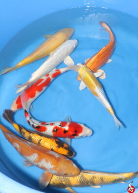 Japonské koi 30-40cm 