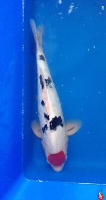 Tancho Showa 44cm