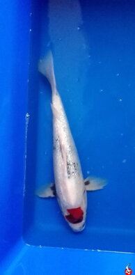Tancho showa 42cm