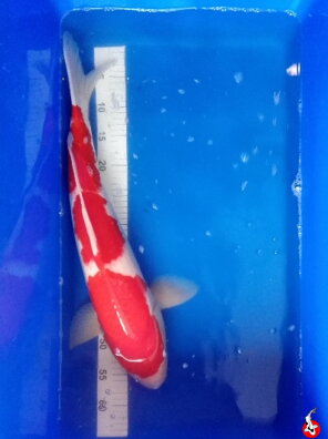 Kohaku 61cm