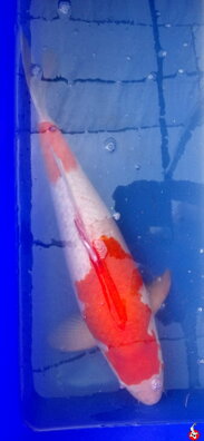 Kohaku 60cm