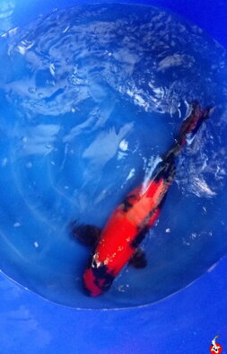Hi Utsuri 58cm