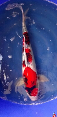 Showa 67cm