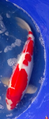 Kohaku 57cm