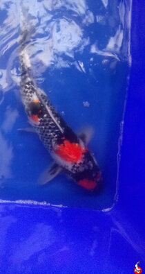 Ginrin Showa 43cm