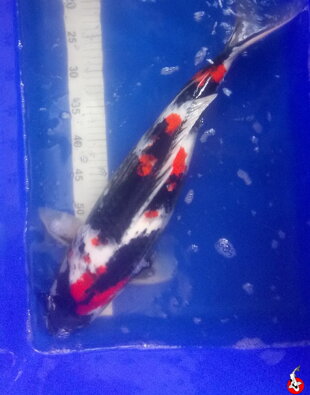 Showa 60cm