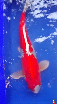  Kujaku 55cm