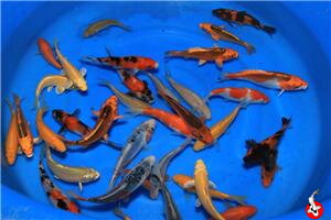  Japonské koi 12-14cm