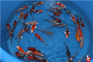 Japonské koi 14-18cm 