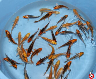 Japonské koi 8-12cm Výber