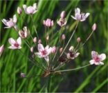 Šmel okoličnatý - Butomus umbellatus *20