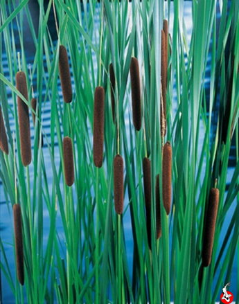 Orobinec sítinovitý-Typha laxmannii B