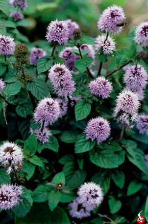 Mentha aquatica - Watermint B