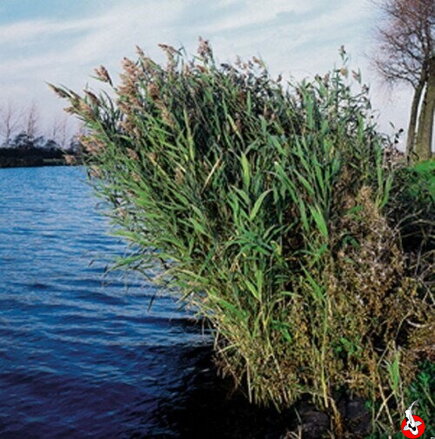 Phragmites australis - Reed B