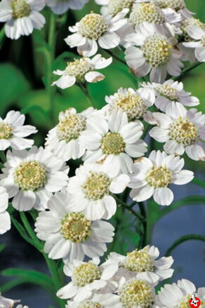 Achillea ptarmica - Kýchavka B