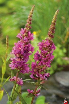 Lythrum salicaria - fialový lykožrút B