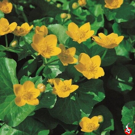 Caltha palustris – nechtík močiarny B