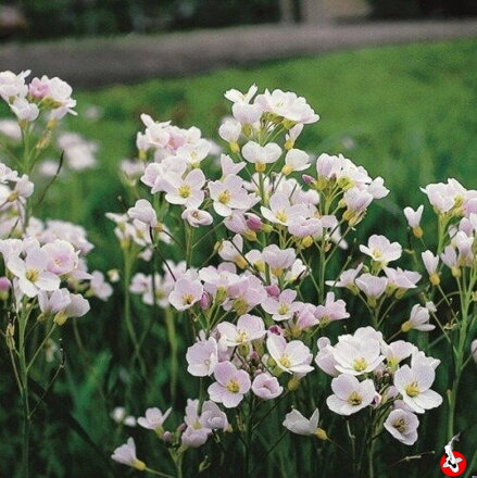 Cardamine pratensis - dámsky plášť B