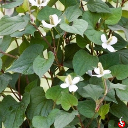 Houttuynia cordata – rastlina pomarančovej kôry B