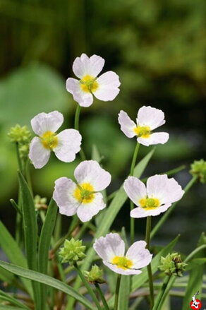 Baldellia ranunculoides – skorocel vodný C