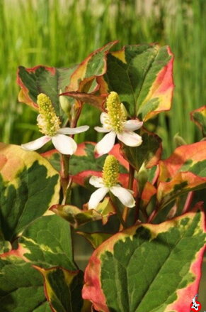 Houttuynia cordata Chameleón - Variegata houttuynia B