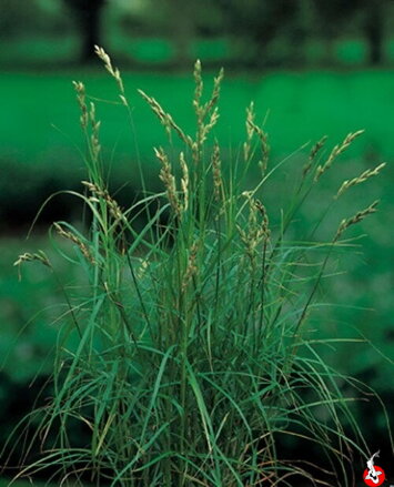 Carex muskingumensis - ostrica dáždniková B