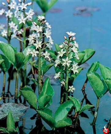 Vachta trojlistá - Menyanthes trifoliata  C