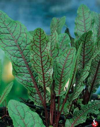 Štiav krvavý - Rumex sanguinea C