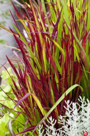 Imperata Red Baron B