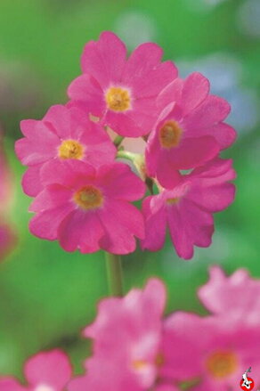 Primula rosea - Primrose B