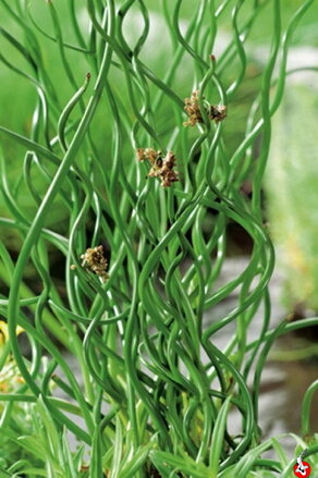 Juncus effusus Spiralis B