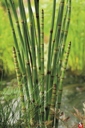 Praslička japonská - Equisetum japonicum D