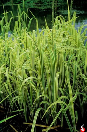 Glyceria maxima Variegata - Var.watergrass B